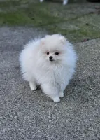 White Female, a female Pomeranian for sale in Spanaway, WA – Photo 1 of 5