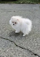 White Female, a female Pomeranian for sale in Spanaway, WA – Photo 4 of 5