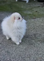 White Female, a female Pomeranian for sale in Spanaway, WA – Photo 3 of 5