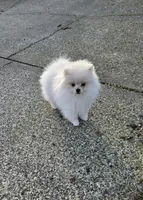 White Female, a female Pomeranian for sale in Spanaway, WA – Photo 5 of 5