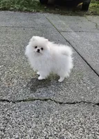 White Female, a female Pomeranian for sale in Spanaway, WA – Photo 2 of 5