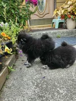 Silver, a female Pomeranian for sale in Spanaway, WA – 4 of 4