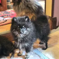Silver, a female Pomeranian for sale in Spanaway, WA – 1 of 5