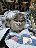 Cutie Pie, a female Pomeranian for sale in Spanaway, WA – 1 of 5