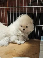 Big Brother, a male Pomeranian for sale in Spanaway, WA – Photo 1 of 4