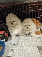 Big Brother, a male Pomeranian for sale in Spanaway, WA – Photo 3 of 4