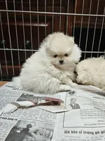 Big Brother, a male Pomeranian for sale in Spanaway, WA – Photo 2 of 4