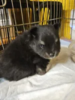 Smokey, a male Pomeranian for sale in Spanaway, WA – 4 of 4