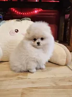 Romeo, a male Pomeranian for sale in Spanaway, WA – 2 of 5