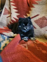 Smokey, a male Pomeranian for sale in Spanaway, WA – 2 of 5