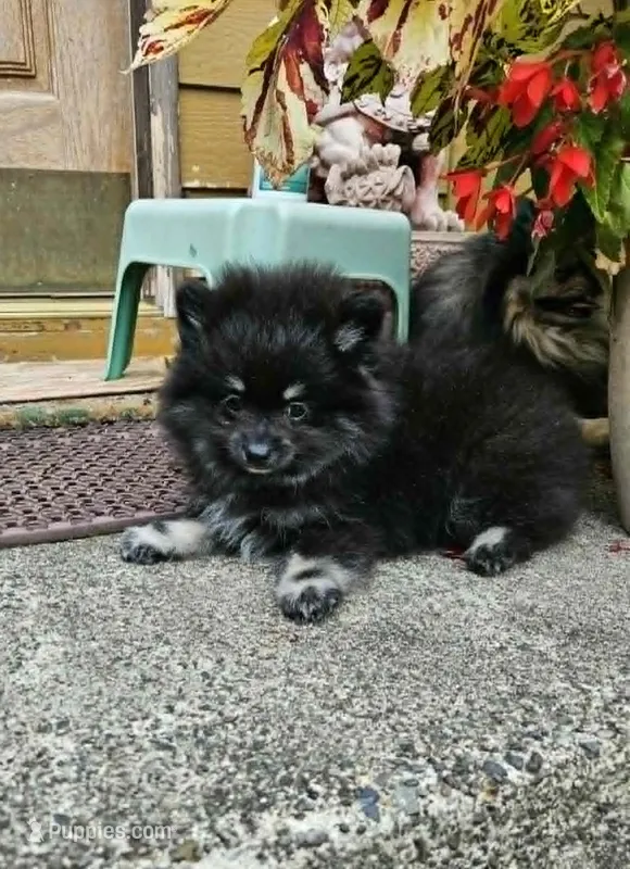Silver – Pomeranian puppy for sale in Spanaway, WA