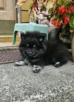Silver, a female Pomeranian for sale in Spanaway, WA – 1 of 4