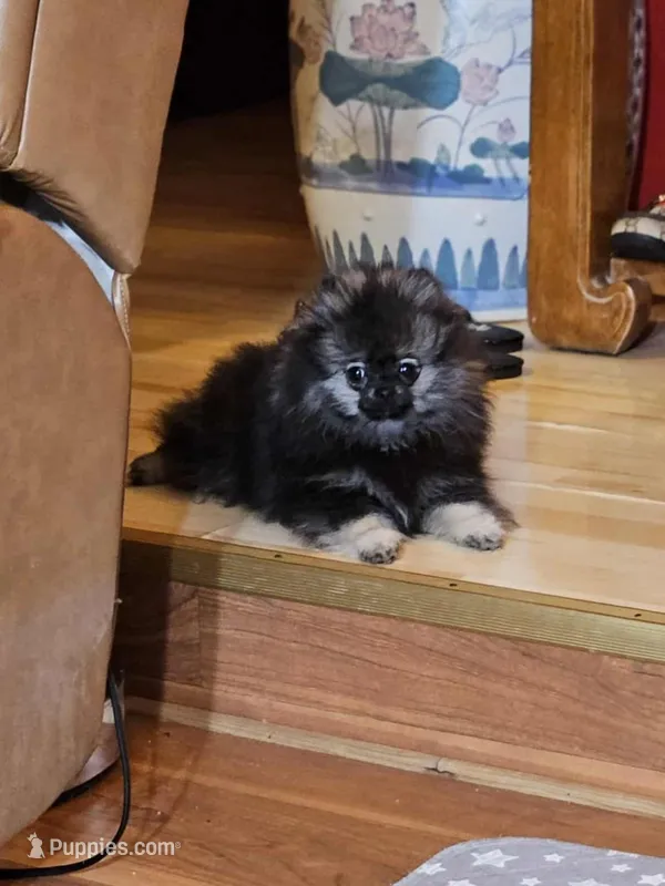 Cutie Pie Wolf Sable Female