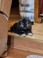 Cutie Pie Wolf Sable Female, a female Pomeranian for sale in Spanaway, WA – Photo 1 of 7