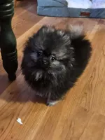 Cutie Pie Wolf Sable Female, a female Pomeranian for sale in Spanaway, WA – Photo 5 of 7