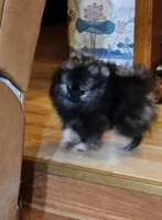 Cutie Pie Wolf Sable Female, a female Pomeranian for sale in Spanaway, WA – Photo 2 of 7