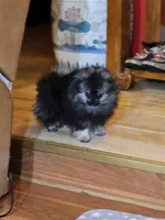 Cutie Pie Wolf Sable Female, a female Pomeranian for sale in Spanaway, WA – Photo 3 of 7
