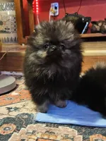 Cutie Pie Wolf Sable Female, a female Pomeranian for sale in Spanaway, WA – Photo 7 of 7