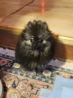 Cutie Pie Wolf Sable Female, a female Pomeranian for sale in Spanaway, WA – Photo 6 of 7