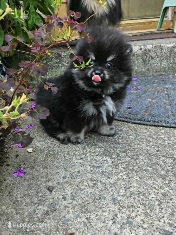 Bear – Pomeranian puppy for sale in Spanaway, WA