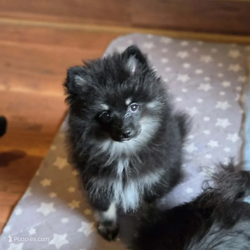 Silver – Pomeranian puppy for sale in Spanaway, WA