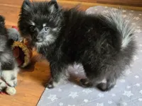Silver, a female Pomeranian for sale in Spanaway, WA – 3 of 5