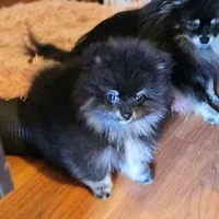 Bear, a male Pomeranian for sale in Spanaway, WA – 2 of 5
