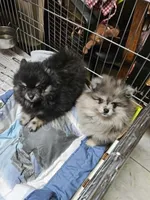 Smokey, a male Pomeranian for sale in Spanaway, WA – 5 of 5