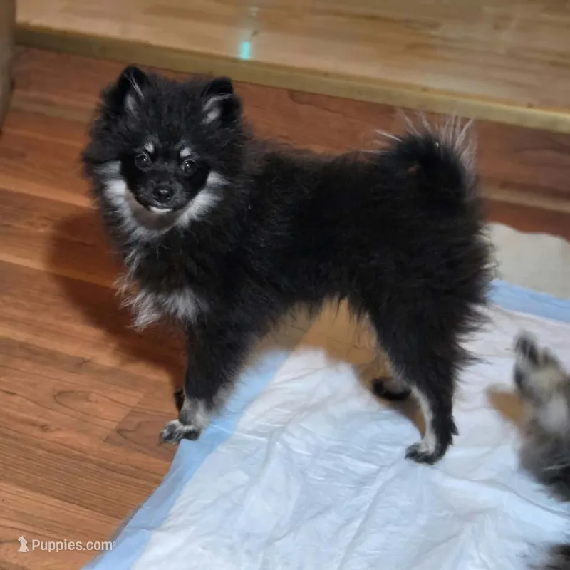 Silver – Pomeranian puppy for sale in Spanaway, WA
