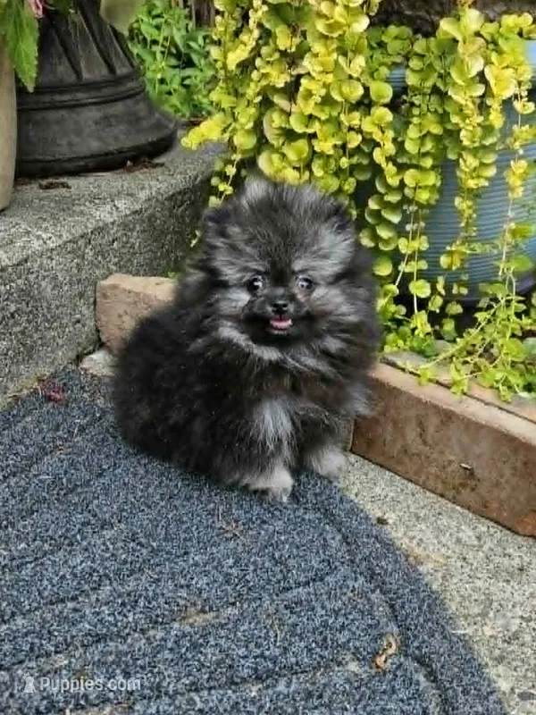 Princess – Pomeranian puppy for sale in Spanaway, WA