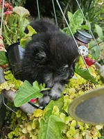 Bear, a male Pomeranian for sale in Spanaway, WA – 5 of 5