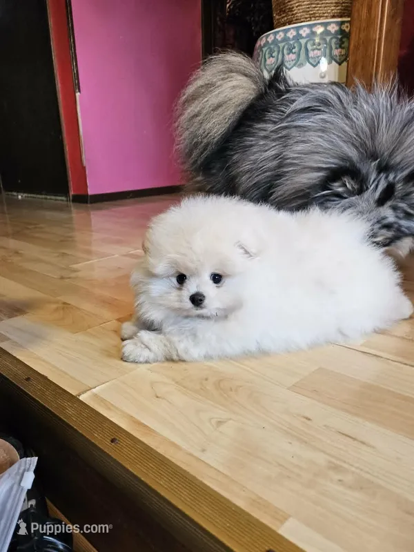 Little Brother – Pomeranian puppy for sale in Spanaway, WA