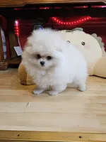 Romeo, a male Pomeranian for sale in Spanaway, WA – 3 of 5