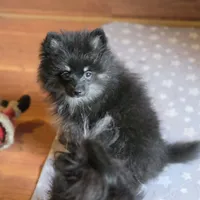 Silver, a female Pomeranian for sale in Spanaway, WA – 5 of 5