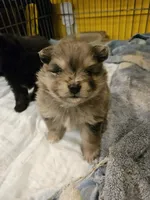 Cutie Pie, a female Pomeranian for sale in Spanaway, WA – 5 of 6