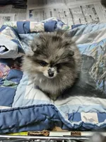 Cutie Pie, a female Pomeranian for sale in Spanaway, WA – 2 of 5