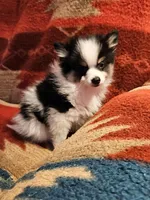 2 Parti Tri Male, a male Pomeranian for sale in Spanaway, WA – Photo 3 of 3