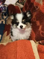 2 Parti Tri Male, a male Pomeranian for sale in Spanaway, WA – Photo 1 of 3