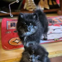 Silver, a female Pomeranian for sale in Spanaway, WA – 4 of 5