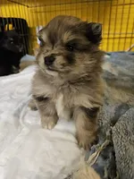 Cutie Pie, a female Pomeranian for sale in Spanaway, WA – 4 of 6