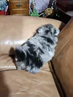 B Orange Femerle Male, a female Pomeranian for sale in Spanaway, WA – Photo 2 of 4