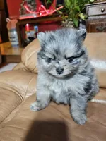 B Orange Femerle Male, a female Pomeranian for sale in Spanaway, WA – Photo 4 of 4