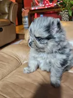 B Orange Femerle Male, a female Pomeranian for sale in Spanaway, WA – Photo 3 of 4