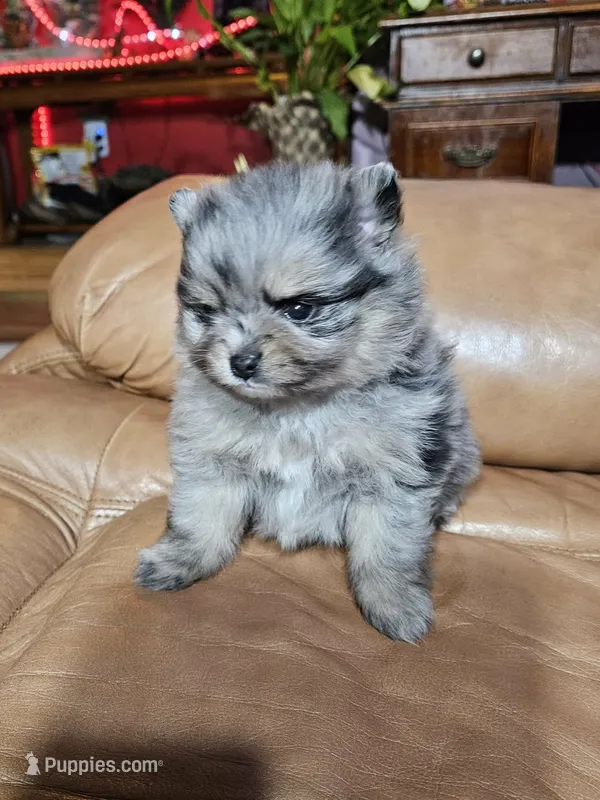 B Orange Femerle Male