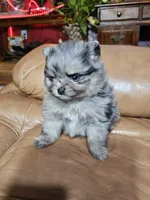 B Orange Femerle Male, a female Pomeranian for sale in Spanaway, WA – Photo 1 of 4