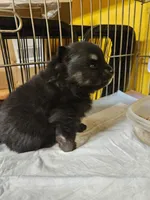 Smokey, a male Pomeranian for sale in Spanaway, WA – 3 of 4
