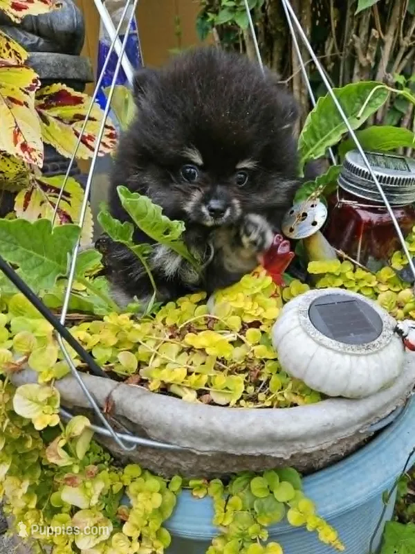 Bear – Pomeranian puppy for sale in Spanaway, WA