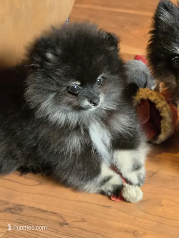 Bear – Pomeranian puppy for sale in Spanaway, WA