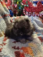 Wolf Sable Male, a male Pomeranian for sale in Spanaway, WA – Photo 1 of 4
