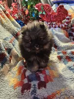 Wolf Sable Male, a male Pomeranian for sale in Spanaway, WA – Photo 3 of 4